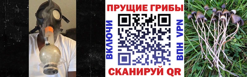 Псилоцибиновые грибы GOLDEN TEACHER Суздаль
